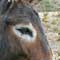 Visit a Donkey Sanctuary